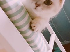 -米苏动物医院·犬猫专科·骨科外科内窥镜