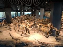 -大庆市博物馆