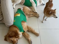 -怪兽屋·羊驼·猫咖·狗咖(俊华广场店)