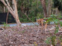 -清迈夜间动物园