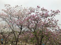 -松山湖风景区松湖烟雨