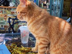 -喵屿·大理花园猫咖