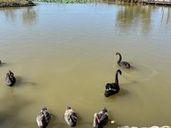 -漩门湾国家湿地公园