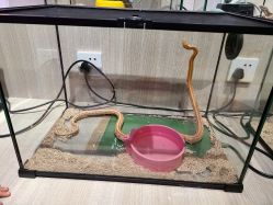 -Moni星球萌宠·小马宝莉·灵蛇·高端高阶全萌宠互动体验俱乐部(红豆国际广场店)