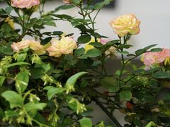 -云里小坐·小院里·团建·宴请·下午茶(三圣乡店)