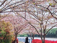 -高东镇樱花园