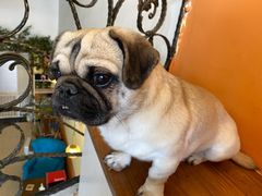 -喜柴咖啡·柴犬狗咖