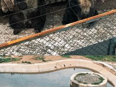 -青藏高原野生动物园