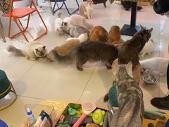 -平行世界·猫咖(首经贸店)