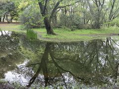 -上海共青森林公园