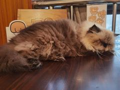 -喵园·猫主题咖啡厅·撸猫·猫咖(国贸店)