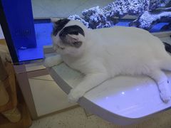 -喵园·猫主题咖啡厅·撸猫·猫咖(国贸店)