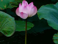-荔湾湖公园