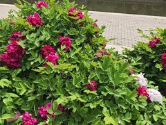 -泓盛花园