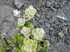 -夏威夷火山国家公园