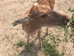 -北京麋鹿生态实验中心