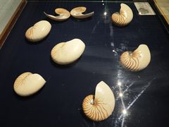 -青岛贝壳博物馆