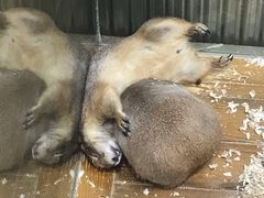 -龟与熊猫宠物公园(南坪店)