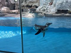 -帝企鹅自助餐厅•儿童岛•真企鹅(长隆企鹅酒店)