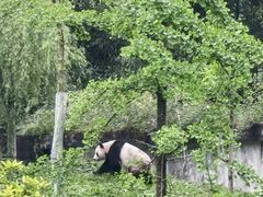 -中国大熊猫保护研究中心雅安碧峰峡基地