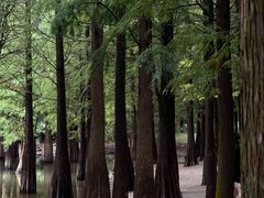 -广州市帽峰山景区