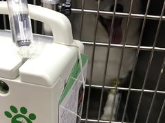 -安安宠医宠物医院·异宠·犬猫内科(岳阳分院)