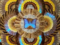 -上海昆虫博物馆