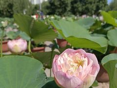 -莲花池公园