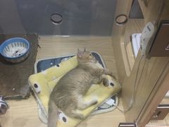 -屋虎猫馆(宝安大仟里店)