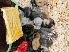 -钓仓鼠(洋桥北里小区店)
