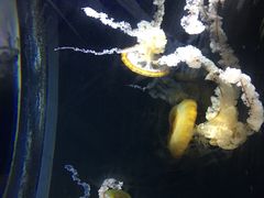 -新加坡海洋生态馆