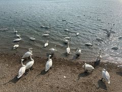-烟墩角天鹅湖