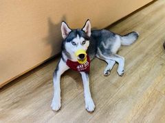 小甜甜-Husky Go! 哈士奇体验馆·宠物咖啡厅狗咖