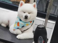 -宠小格时尚宠物生活馆(唐镇店)