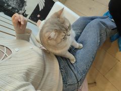 -Let's go狗咖·猫咖·奶狗·桌游(春熙路IFS店)