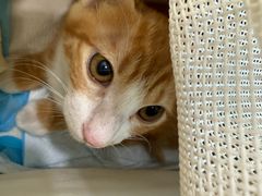-伟伟宠物医院·CT影像中心·瑞派犬猫综合性门诊(汉口总院)