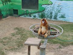 -西霞口神雕山野生动物世界