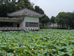 -荔湾湖公园