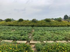 -紫颐香薰山谷景区