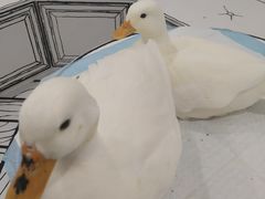 -白夜2D咖啡馆