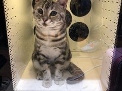 -Pets First伊珊娜洗护·精致美容·家庭式寄养(新会路店)