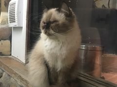 -猫咪博物馆(顶澳仔猫街店)