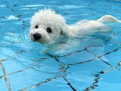 -趣玩宠物乐园寄养训犬训狗游泳池