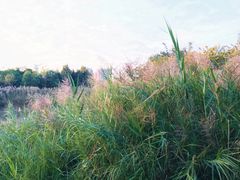 -福田红树林生态公园