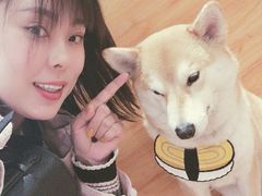 -柴务处·柴犬主题狗咖