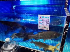 水产区-姜君·千岛湖鱼头馆(浦东大道店)