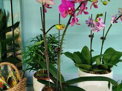 -花心思鲜花店(武昌徐东店)