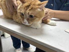 -瑞派动物医院·猫专科·至诚(江南中分院)