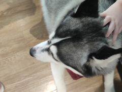 -Husky Go! 哈士奇体验馆·宠物咖啡厅狗咖