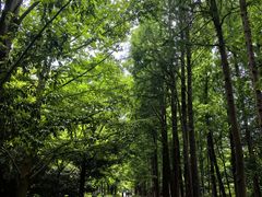-上海滨江森林公园